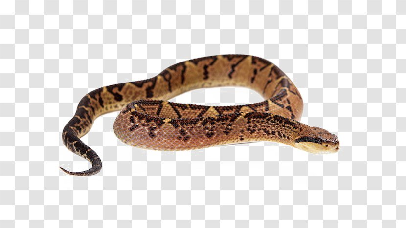 Snake Vipers Crotalus Pricei Venom Transparent PNG
