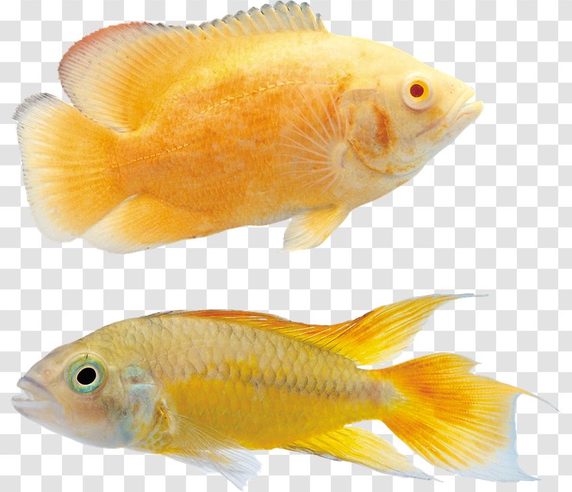 Koi Goldfish Ornamental Fish - Tropics Transparent PNG