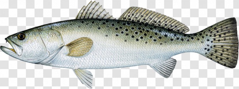 Spotted Seatrout Weakfish Sea Trout Cynoscion Arenarius - Common Snook - Fishing Transparent PNG