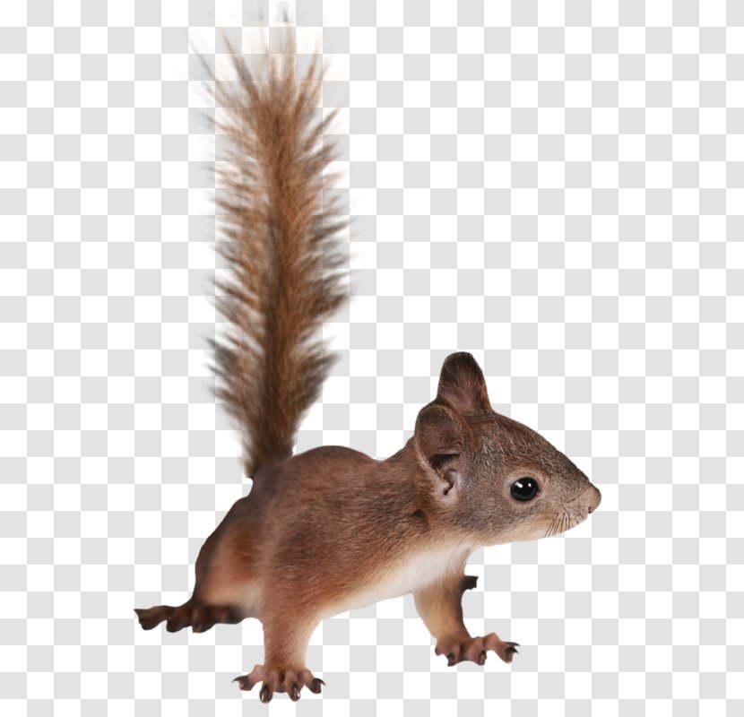 Squirrel Cartoon - Animal - Whiskers Ground Squirrels Transparent PNG