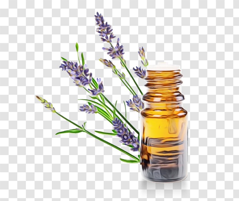 Lavender Flower - Medicine - Perennial Plant Herbaceous Transparent PNG