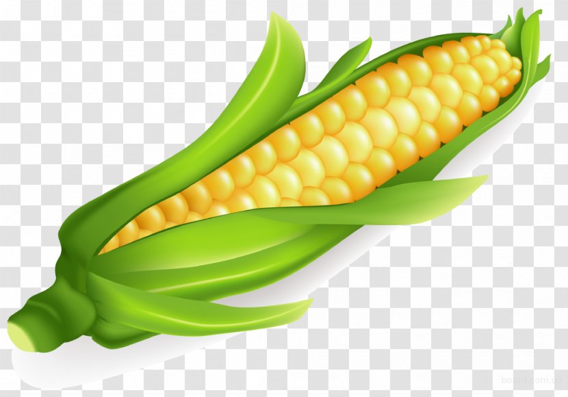 Corn On The Cob Maize Vegetable Sweet Food Transparent PNG