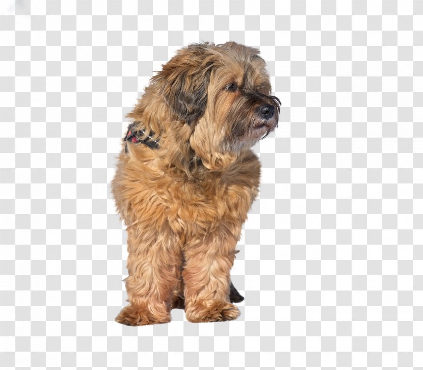 Cartoon Dog - Sporting Group - Briard Rare Breed Transparent PNG