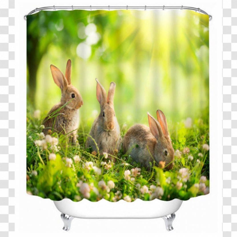 Domestic Rabbit Douchegordijn Hare Polyester - 3d Printing - Waters Plashing Transparent PNG