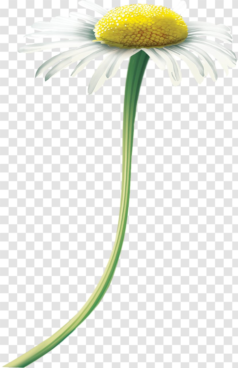 Oxeye Daisy Matricaria Photography Transvaal - Flowering Plant Transparent PNG
