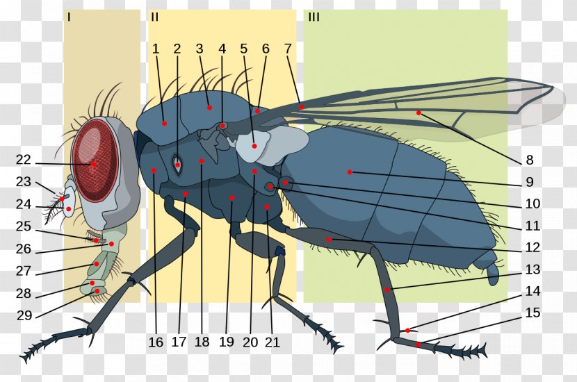 Housefly Insect Anatomy Brachycera Metathorax - Scutellum Transparent PNG