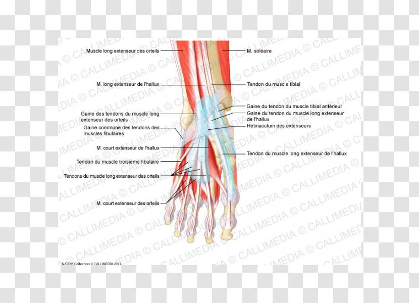Finger Muscle Foot Tendon Anatomy - Frame - Pelvis Transparent PNG