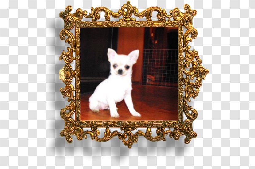 Chihuahua Puppy Dog Breed Picture Frames Toy Transparent PNG