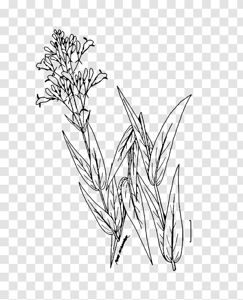 Drawing Penstemon Digitalis Purpurea Line Art Plant - Beardtongue - Wetland Plants Transparent PNG