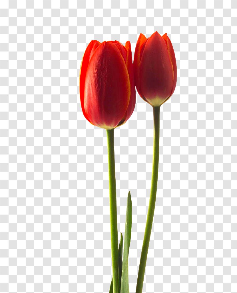 Tulipa Gesneriana Flower Stock Photography - Puthandu - Red Tulips Transparent PNG