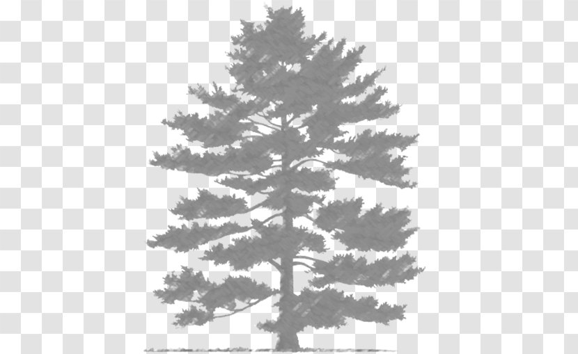 Spruce Fir Scots Pine Evergreen Pinus Parviflora - Larch - Tree Transparent PNG