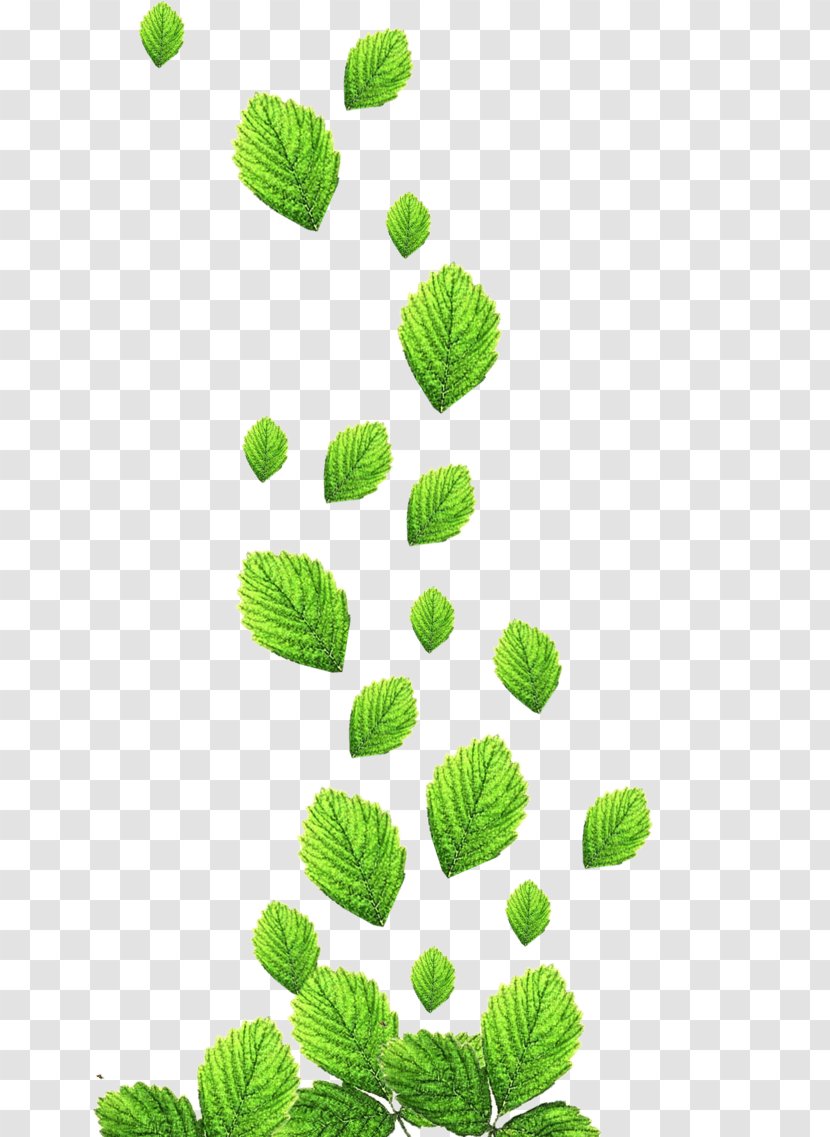 Leaf Design Image Adobe Photoshop - Grass - Mint Transparent PNG