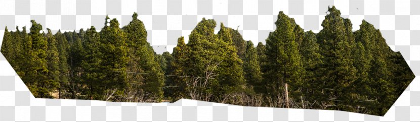 Tree Grasses Family - Plant Transparent PNG