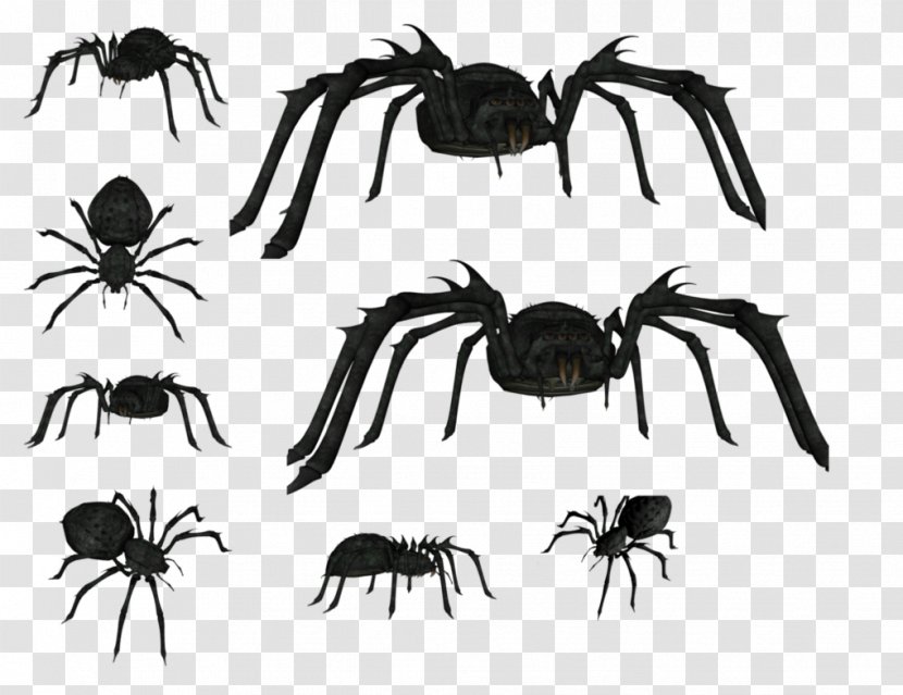 Wolf Spider Insect Southern Black Widow Painting - Arthropod Transparent PNG
