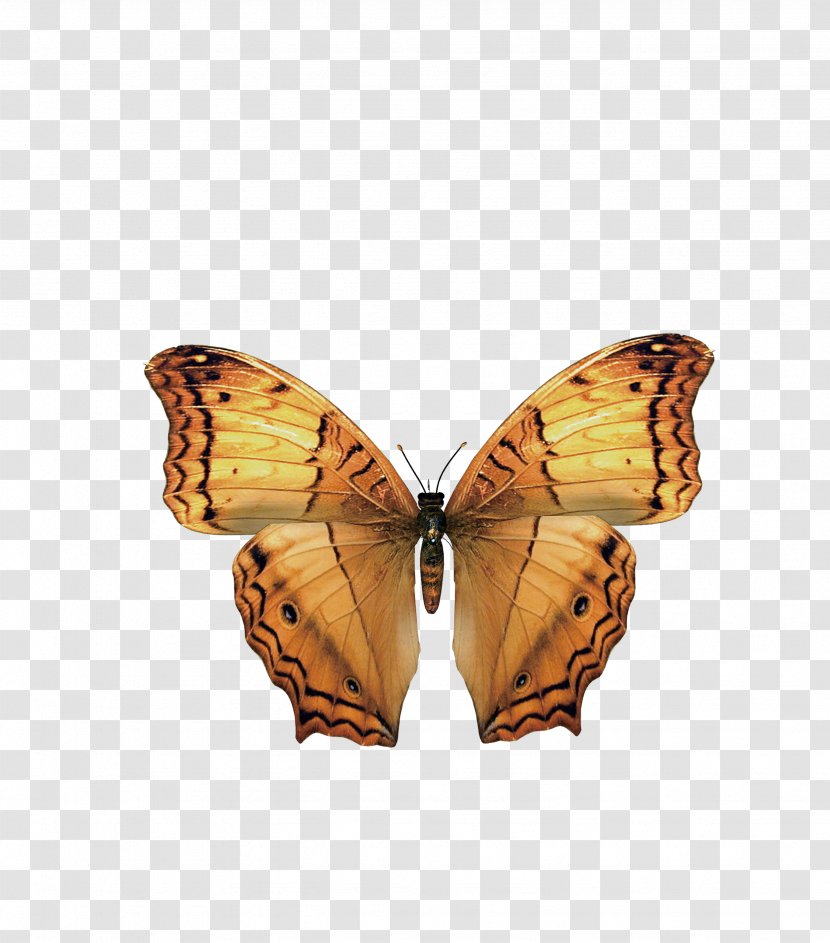 Monarch Butterfly Clip Art - Dryas Iulia Transparent PNG