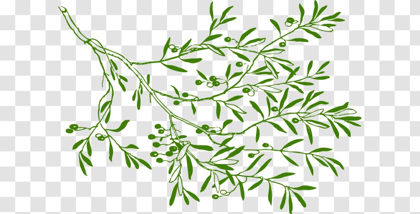 Olive Branch Clip Art - Plant Transparent PNG