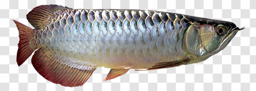 Asian Arowana Silver African Fish - Perch Transparent PNG