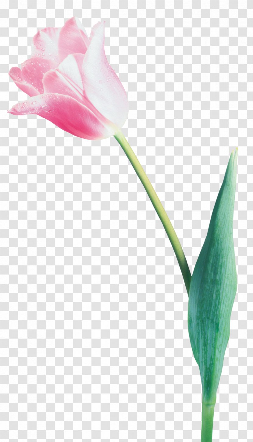 Tulip Flower LiveInternet Digital Image Clip Art - Information Transparent PNG