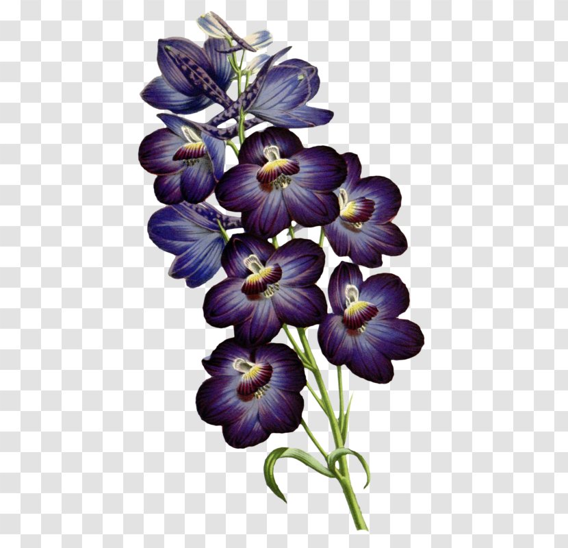 Botanical Illustration Botany - Viola - Design Transparent PNG