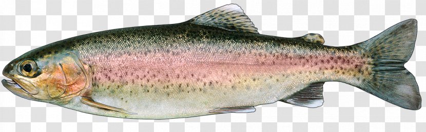 Salmon Fishing Rainbow Trout - Brook Transparent PNG