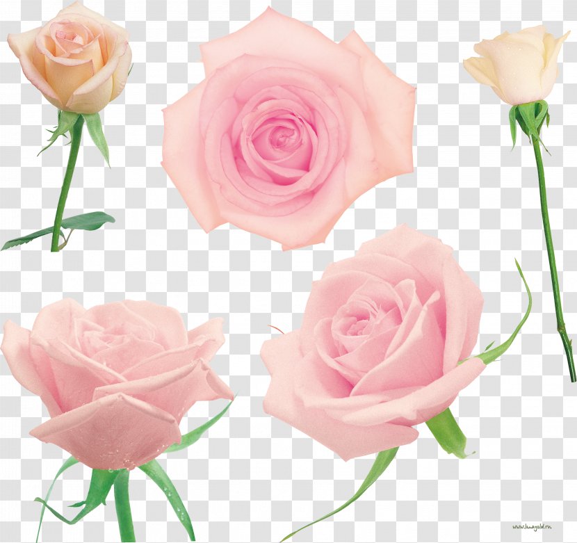 Garden Roses Cabbage Rose Floribunda Cut Flowers - Flower Bouquet Transparent PNG