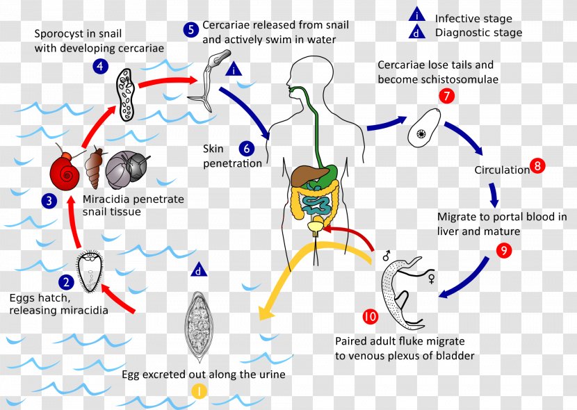 Schistosoma Mansoni Haematobium Mekongi Japonicum Schistosomiasis - Cartoon - Tree Transparent PNG