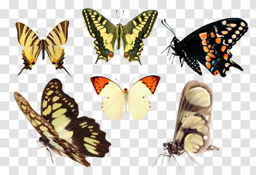 Monarch Butterfly Pieridae Moth Brush-footed Butterflies - Digital Image Transparent PNG