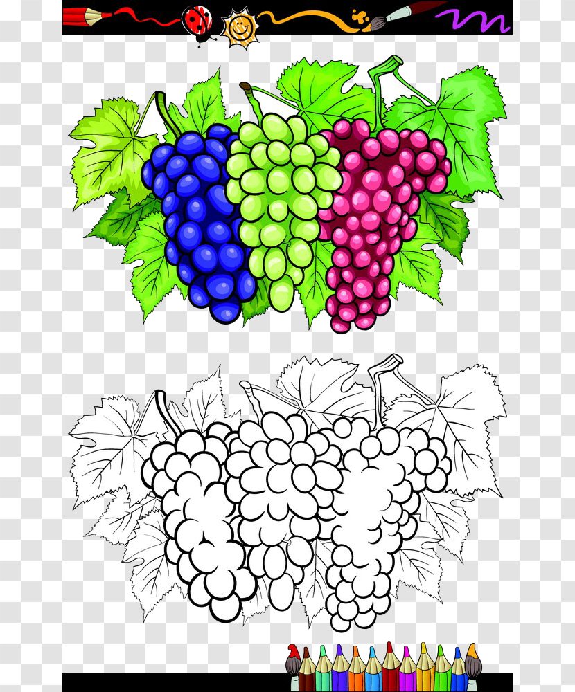 Grape Stock Photography Illustration - Plant - Bunch Of Grapes,contour Transparent PNG