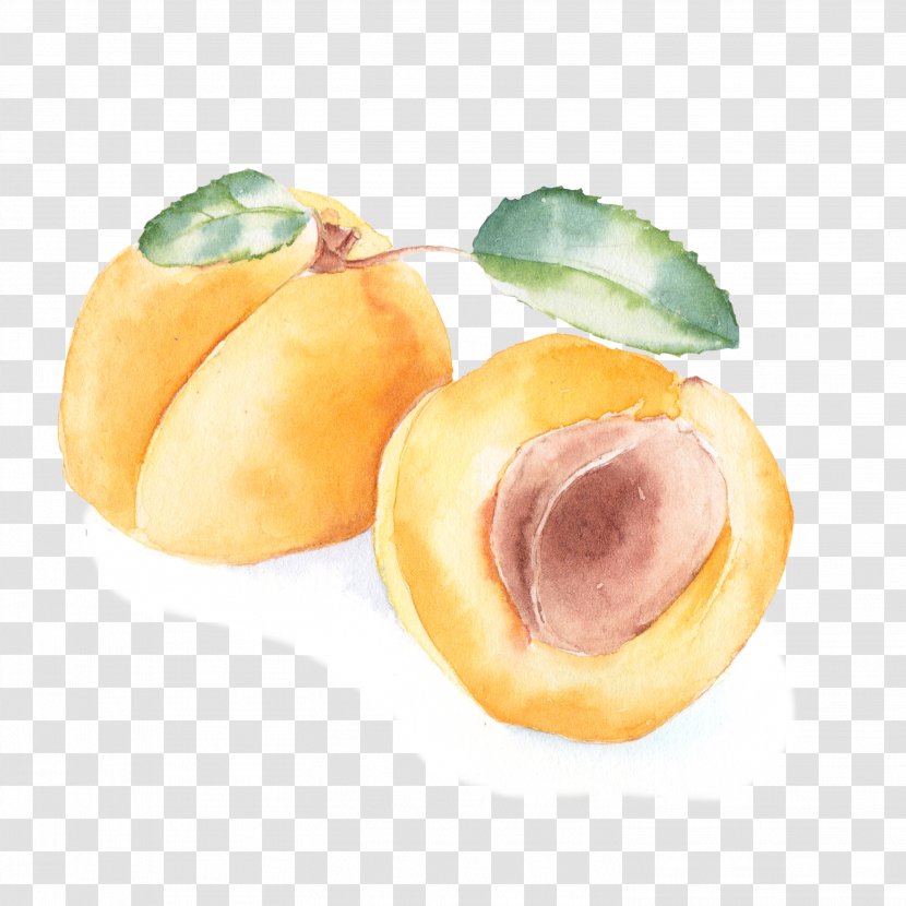 Peach Apricot Watercolor Painting - Fruit Transparent PNG