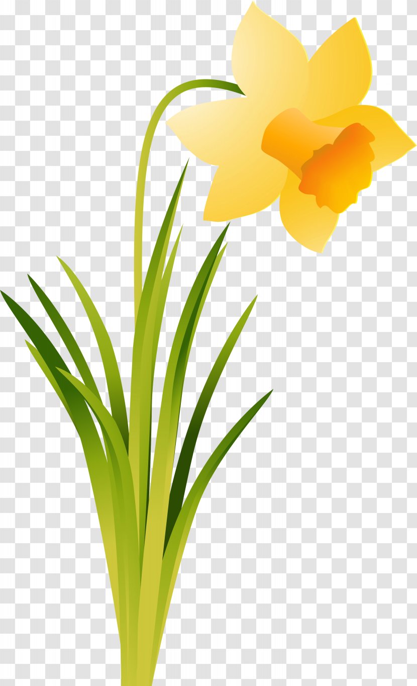 Daffodil Cut Flowers Amaryllis Belladonna Plant - Flora - Flower Transparent PNG