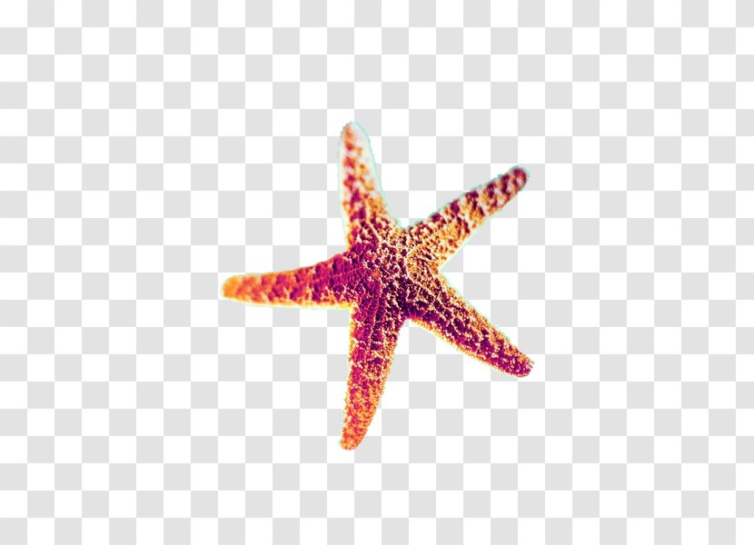 Starfish - Invertebrate - Google Images Transparent PNG