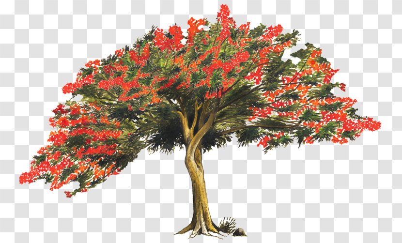 Tree Royal Poinciana Brachychiton Acerifolius Legend Light - Shrub - Arboles Transparent PNG