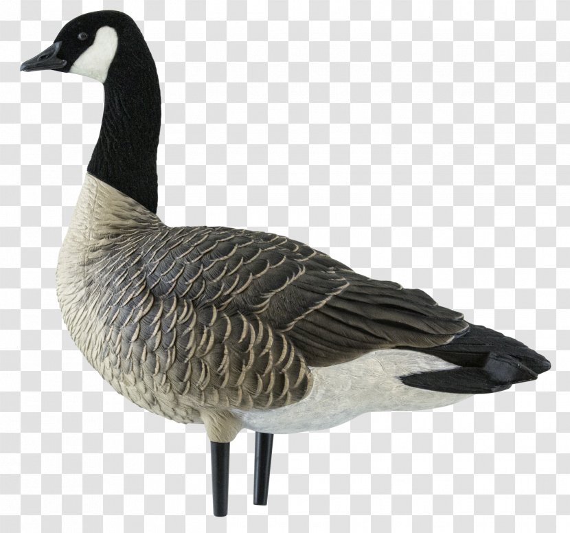 Canada Goose Duck Decoy Mallard Transparent Png