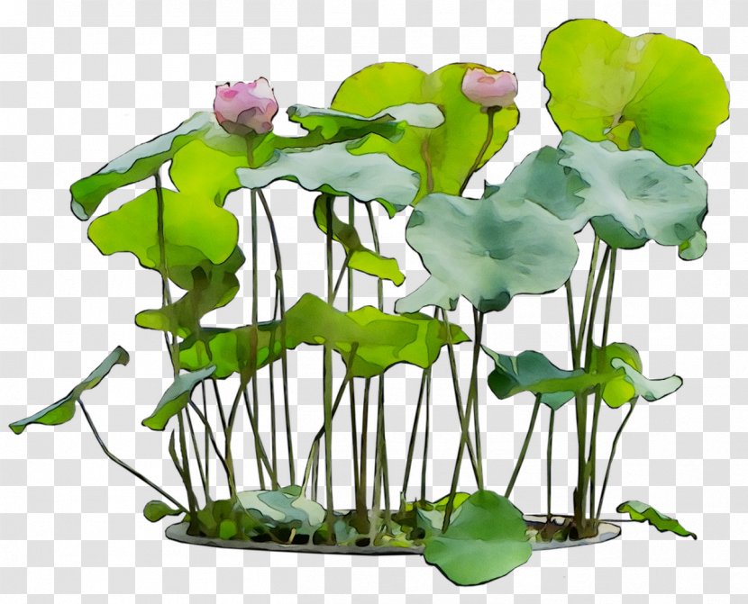 Garden Croton Cut Flowers Plant Stem - Flowerpot Transparent PNG