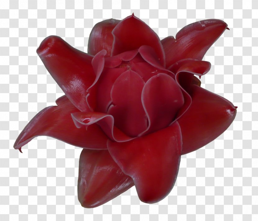 Flowerpot - Flower - Exotic Transparent PNG