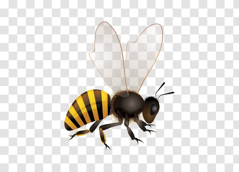 Africanized Bee Hornet Bumblebee Clip Art Transparent PNG