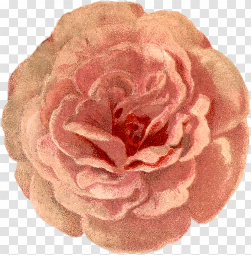 Garden Roses Cut Flowers Petal - Rose Order Transparent PNG