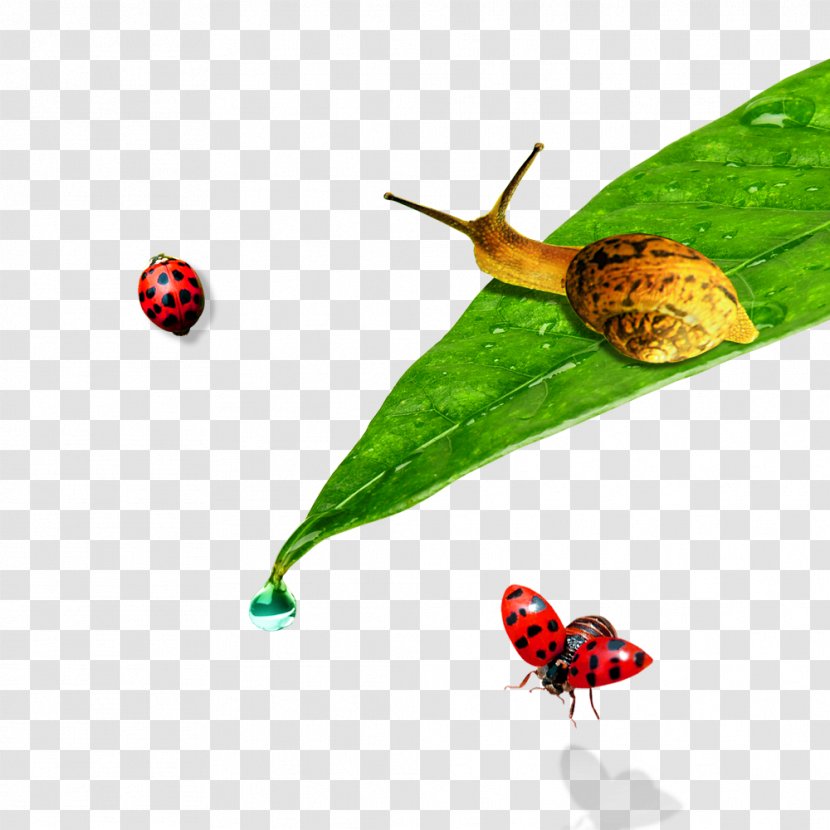 Ladybird Leaf Orthogastropoda - Snail On The Leaves Transparent PNG