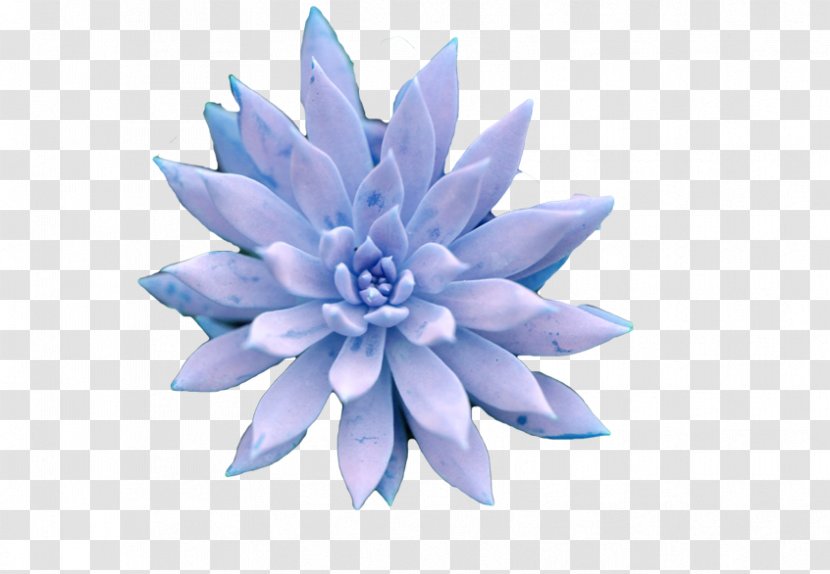 Succulent Plant Petal Blue Transparent PNG