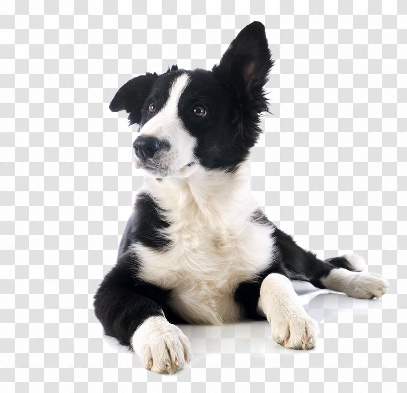 Dog Breed Border Collie McNab Cat Karelian Bear Transparent PNG