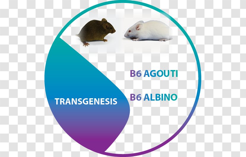 Gerbil Rat Computer Mouse Microphone Font - Muridae - Agouti Background Transparent PNG