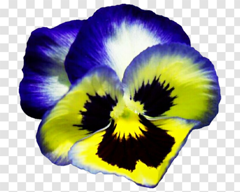 Pansy Viola Pedunculata Yellow Flower Plant Transparent PNG