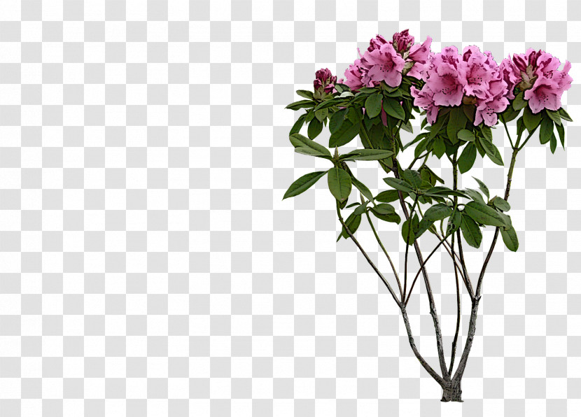 Flower Plant Cut Flowers Pink Azalea Transparent PNG