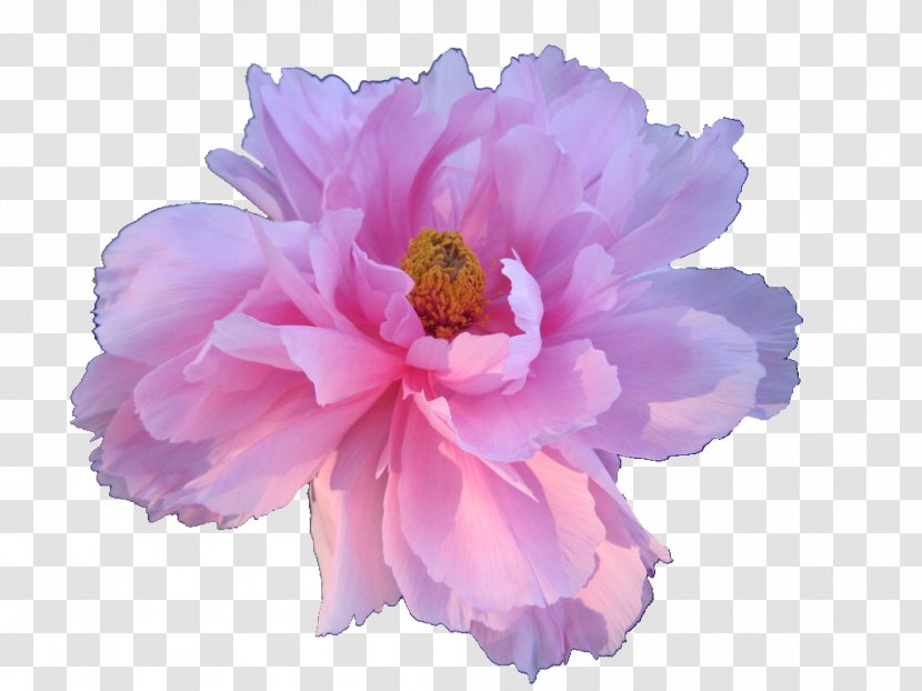 Flower Aesthetics Rose Clip Art - Nature - Watercolor Peony Transparent PNG