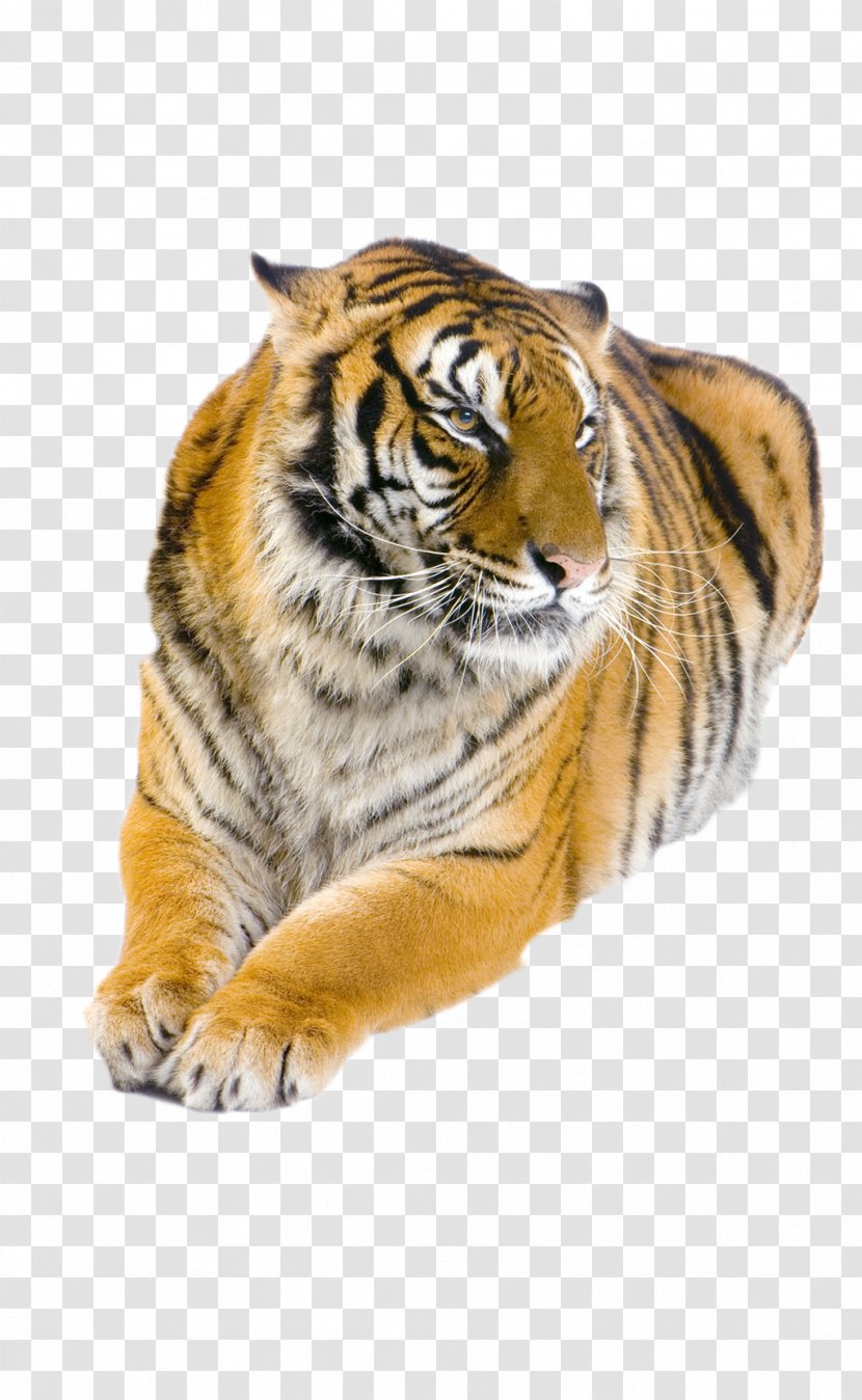 Felidae Bengal Tiger Siberian White Golden - Cat Like Mammal - Cold-blooded Animals Transparent PNG