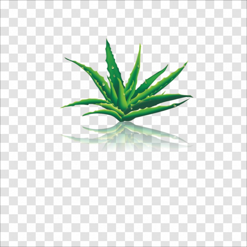 Aloe Vera Extract Forever Living Products - Plant Transparent PNG