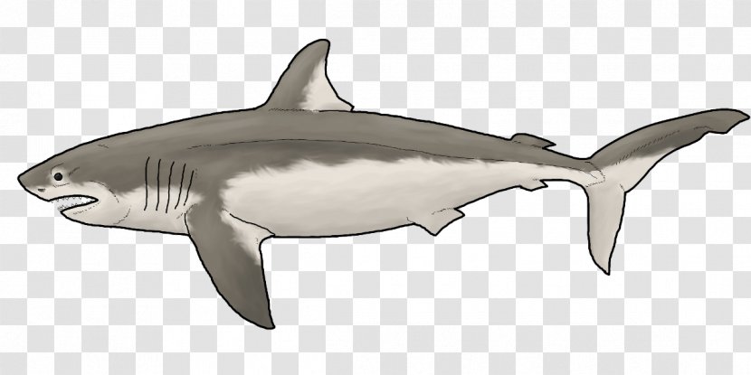 Tiger Shark Great White Squaliform Sharks Rough-toothed Dolphin Requiem Transparent PNG