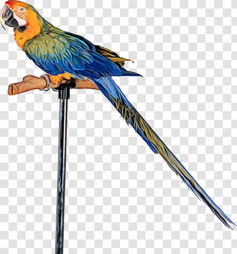 Parrot Bird Macaw Pet Rubik's Snake - Cockatiel Transparent PNG