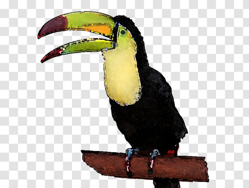 Toucan Clip Art - Parrot - Cliparts Transparent PNG
