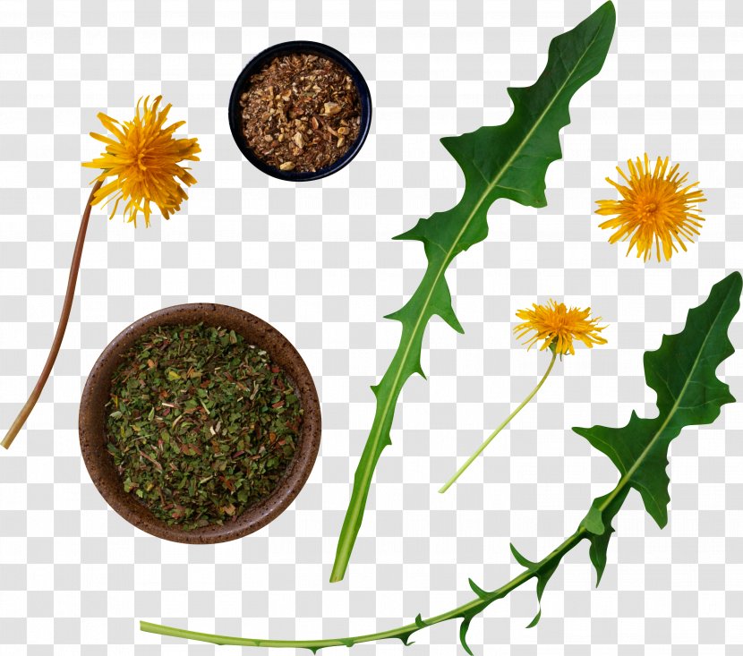 Plant Root Dandelion Coffee Common Flower - Taproot Transparent PNG